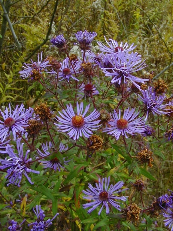 Aster(1)