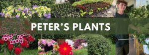 Peter’s Plants