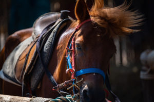 closeup horse head brown eye portrait, mammal animal with stable living in farm, equestrian nature hair and face of mare, equine and mane